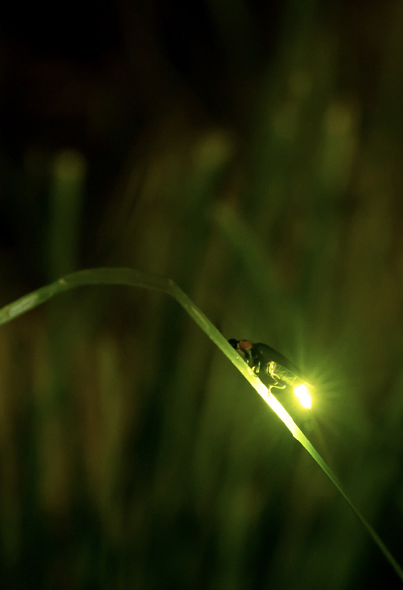 天然ホタル